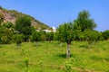 Oranges ripen on trees in the garden. Natural background with selective focus and copy space Royalty Free Stock Photo