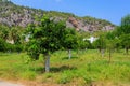 Oranges ripen on trees in the garden. Natural background with selective focus and copy space Royalty Free Stock Photo