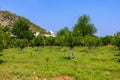 Oranges ripen on trees in the garden. Natural background with selective focus and copy space Royalty Free Stock Photo