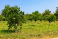 Oranges ripen on trees in the garden. Natural background with selective focus and copy space Royalty Free Stock Photo