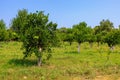 Oranges ripen on trees in the garden. Natural background with selective focus and copy space Royalty Free Stock Photo