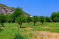 Oranges ripen on trees in the garden. Natural background with selective focus and copy space Royalty Free Stock Photo