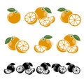 Oranges set. Vector Royalty Free Stock Photo