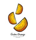 Oranges set vector isolated. Cut chopped orange, lemon slices. Fruit pieces, half round section hand drawn. Citrus food Royalty Free Stock Photo