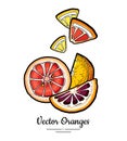 Oranges set vector isolated. Cut chopped orange, red pink grapefruit slice, yellow lemon slices. Fruit citrus hand drawn Royalty Free Stock Photo