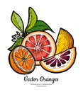 Oranges set vector isolated. Half cut chopped orange, red pink grapefruit slices flowers leaves. Fruit citrus hand drawn Royalty Free Stock Photo