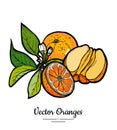 Oranges set vector isolated. Whole, chopped orange, slices, flowers leaves. Fruits collection hand drawn set Citrus food