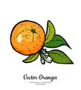 Oranges set vector isolated. Whole orange mandarin, slices, flowers leaves. Fruits collection hand drawn set Citrus food Royalty Free Stock Photo