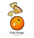 Oranges set vector isolated. Whole ripe orange cut chopped quarter yellow lemon slices. Fruit hand drawn. Citrus food Royalty Free Stock Photo