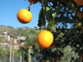 Oranges Royalty Free Stock Photo