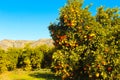 Oranges of Spain Royalty Free Stock Photo
