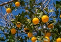 A oranges tree on blue sky background Royalty Free Stock Photo