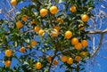 A oranges tree on blue sky background Royalty Free Stock Photo