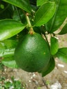 oranges that are still unripe and unfit for harvesting