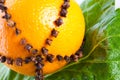 Oranges studded with cloves
