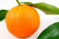 An oranges tangerine