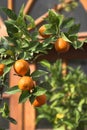 Oranges on the tree.