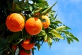 Oranges On A Tree Royalty Free Stock Photo