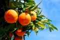 Oranges On A Tree