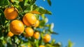 Oranges on the tree with blue sky background Royalty Free Stock Photo