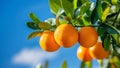 Oranges on the tree with blue sky background Royalty Free Stock Photo