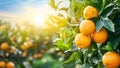 Oranges on the tree with blue sky background Royalty Free Stock Photo