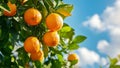 Oranges on the tree with blue sky background Royalty Free Stock Photo