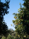 Oranges on a tree at daytime