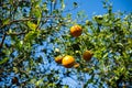 Oranges on the tree at a Florida orange farm