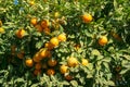 Oranges tree with oranges