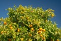 Oranges tree with oranges