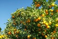 Oranges tree with oranges