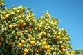 Oranges tree with oranges