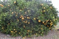 Oranges on a tree.