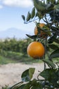 Oranges on the tree overlooking Etna Royalty Free Stock Photo