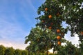 Blossom Orange tree. Royalty Free Stock Photo