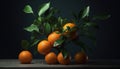 oranges on a tree tangerines on a tree tangerines on a branch Royalty Free Stock Photo