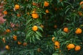 oranges trees in orange orchar Royalty Free Stock Photo