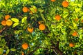 Oranges on the trees in Valencia, Spain Royalty Free Stock Photo