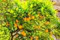Oranges on the trees in Valencia, Spain Royalty Free Stock Photo