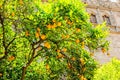 Oranges on the trees in Valencia, Spain Royalty Free Stock Photo
