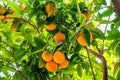 Oranges on the trees in Valencia, Spain Royalty Free Stock Photo