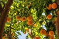 Oranges on the trees in Valencia, Spain Royalty Free Stock Photo
