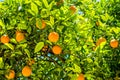 Oranges on the trees in Valencia, Spain Royalty Free Stock Photo