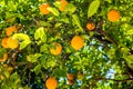 Oranges on the trees in Valencia, Spain Royalty Free Stock Photo