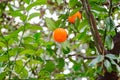 Oranges two pieces, grow and ripen on branches among green leaves Royalty Free Stock Photo