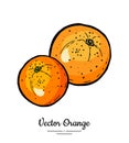 Oranges vector isolated. Whole orange, mandarin, tangerine, grapefruit. Fruit collection hand drawn. Sweet citrus food