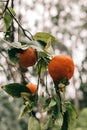 Oranges are very sweet and appetizing