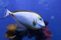 Orangespine unicornfish close up