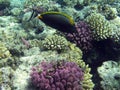Orangespine unicornfish in corals Pocillopora verrucosa and Acropora humilis 2052